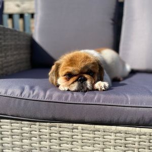 Meet your Posher, Jin